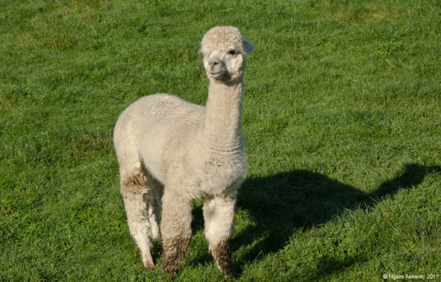 Alpaca in the morning sun