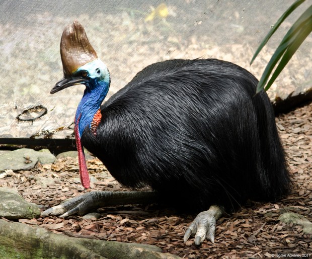 Cassowary, Wildlife Habitat