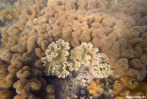 Coral, Low Isles, Great Barrier Reef