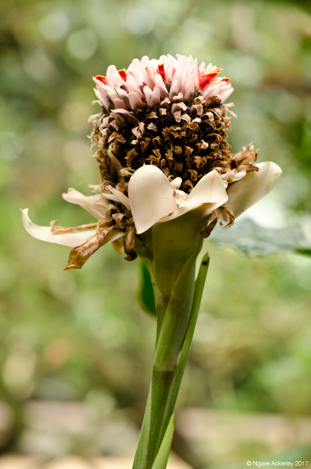 Flower, Wildlife Habitat
