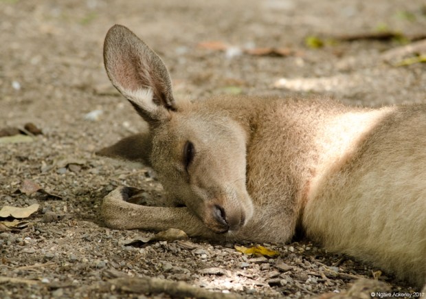 Kangaroo sleeping, Wildlife Habitat