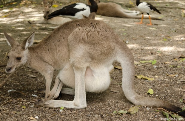 Kangaroo with baby in pouch, Wildlife Habitat