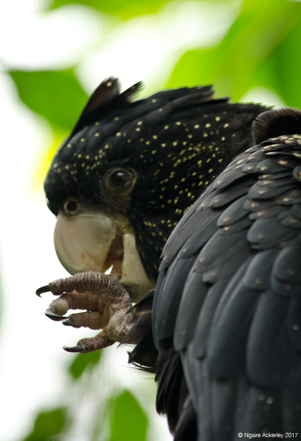 Parrot, Wildlife Habitat