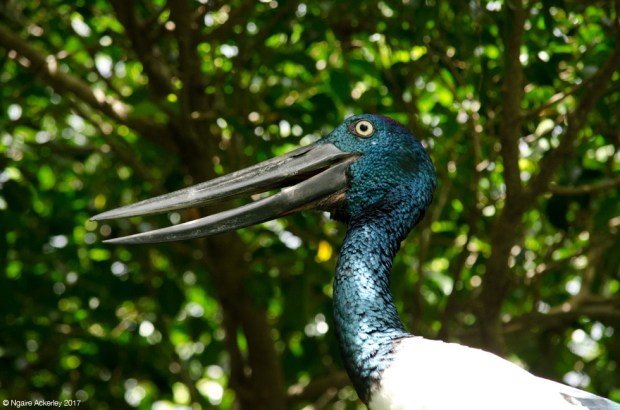 Stork, Wildlife Habitat