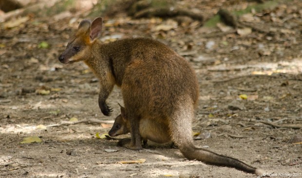 Wallaby with baby, Wildlife Habitat