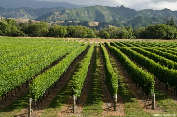 Marlborough vineyards