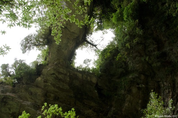 Looking up at the Oparara Arches