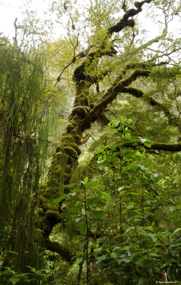 Oparara Basin trees