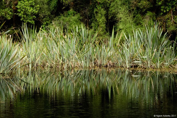 Lake Matheson - Flax reflections