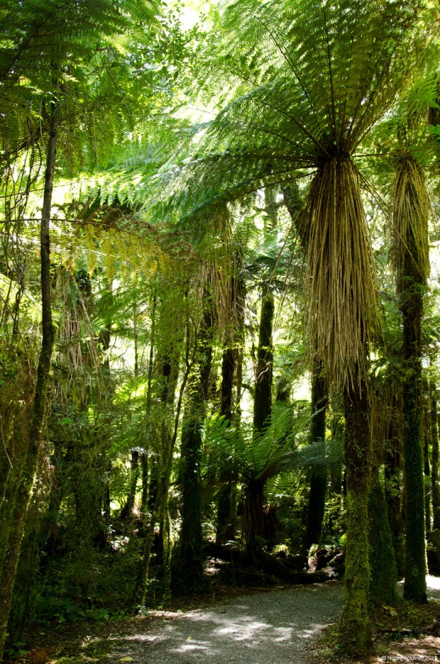 Walk to Roaring Billy Falls