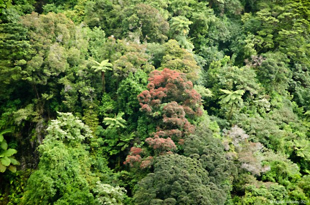 Trees in Doubtful Sound