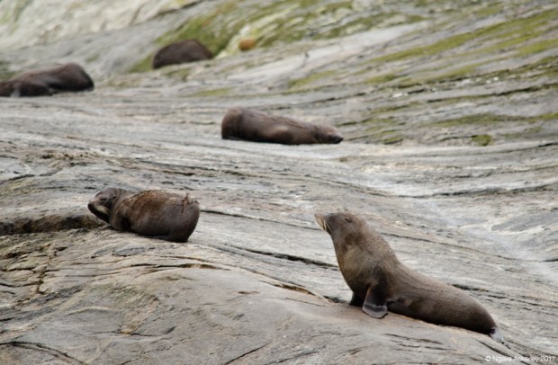 Seals near the Tasman Sea, Doubtful Sound