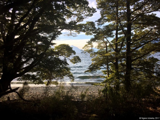 Henry Creek - view through the bush