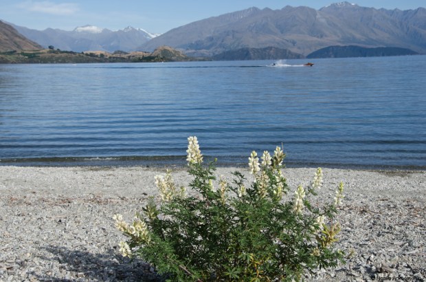 Lake Wanaka