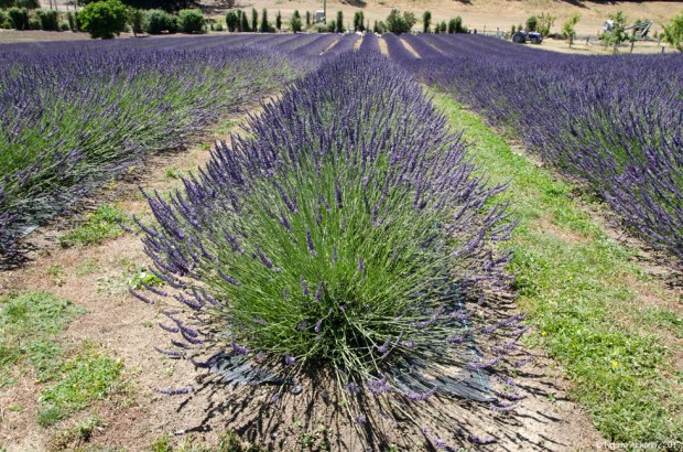 Wanaka Lavender Farm