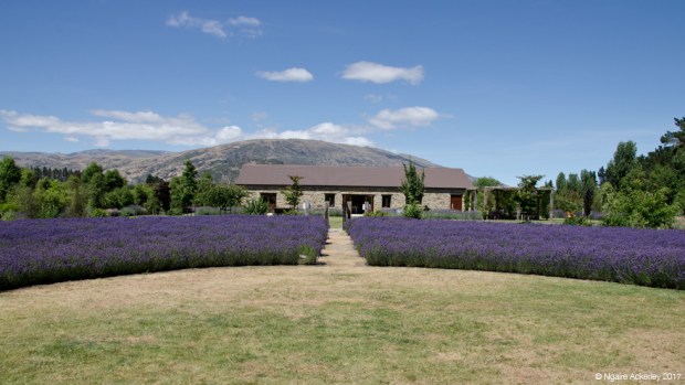 Wanaka Lavender Farm