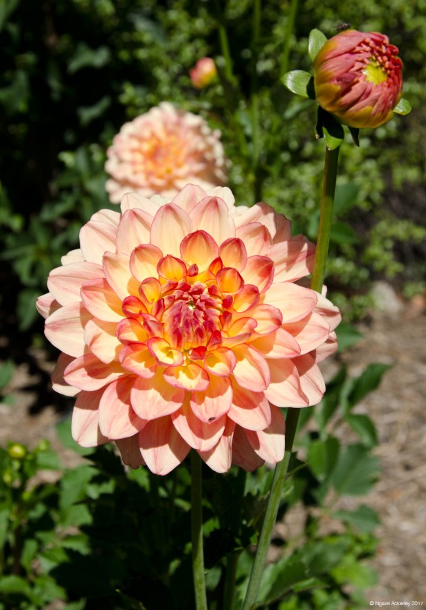 Flowers at Wanaka Lavender Farm