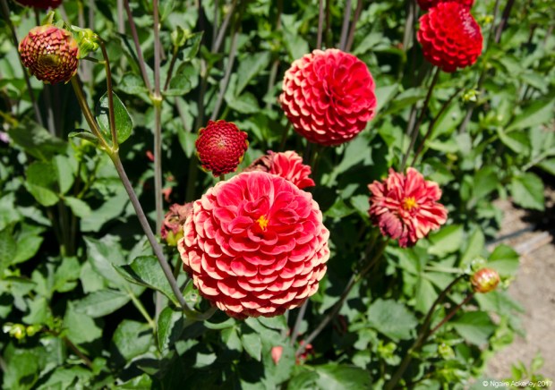 Flowers at Wanaka Lavender Farm