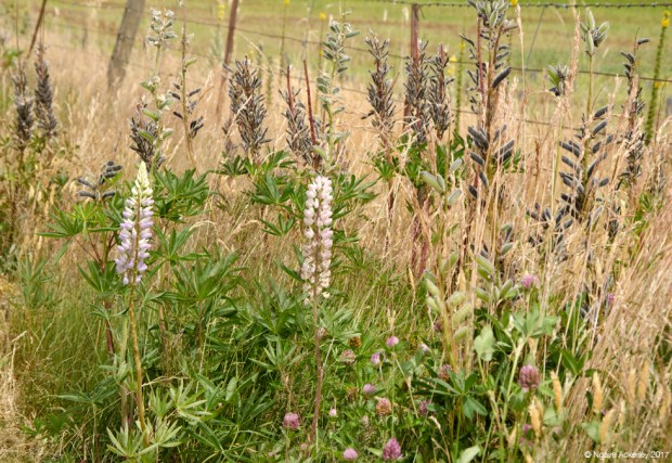Roadside flowers