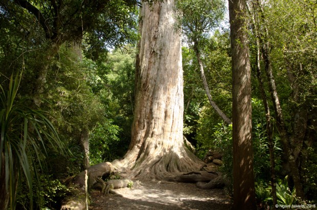Giant trees on the Big Tree walk