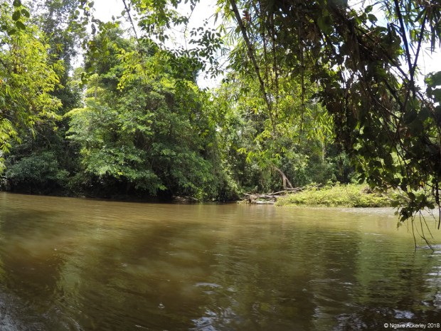 View from the boat in Mulu National Park