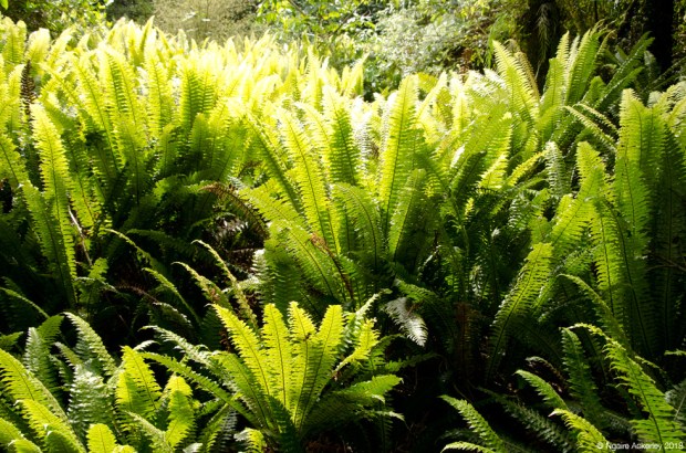 Ferns on the Big Tree walk