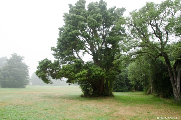 Misty morning at the Peel Forest