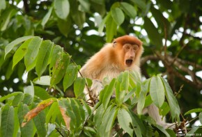 Angry female proboscis monkey (they pee when the boat gets too close)