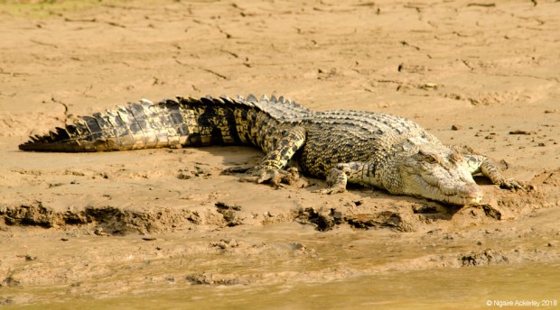 Crocodile, Kinabatangan River, Borneo