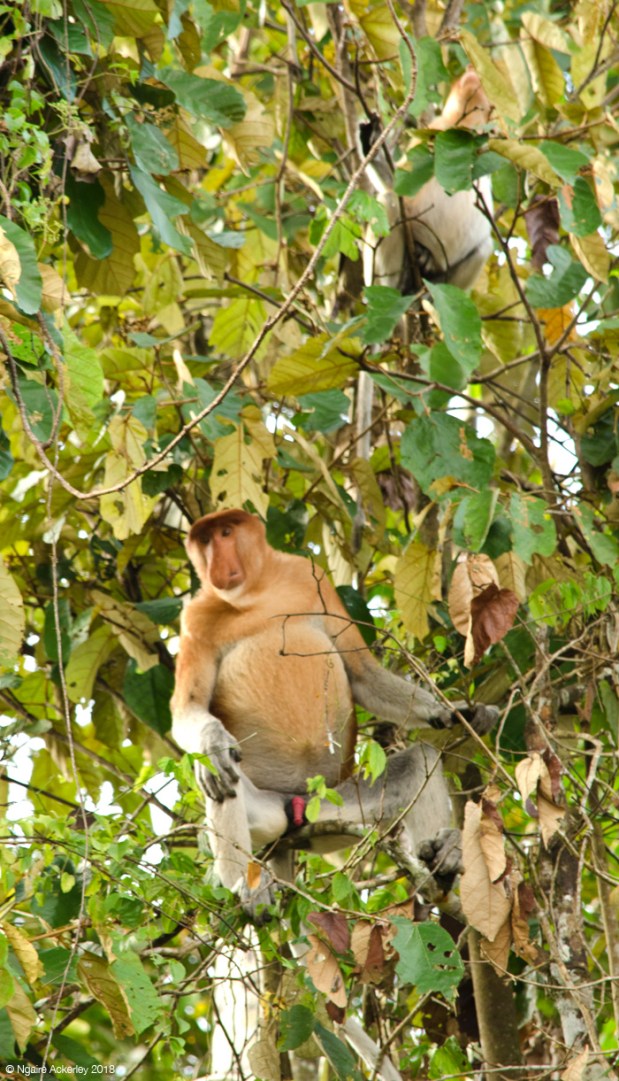 Male proboscis monkey