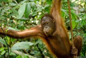 Orangutan, Sepilok Rehabilitation Centre, Borneo
