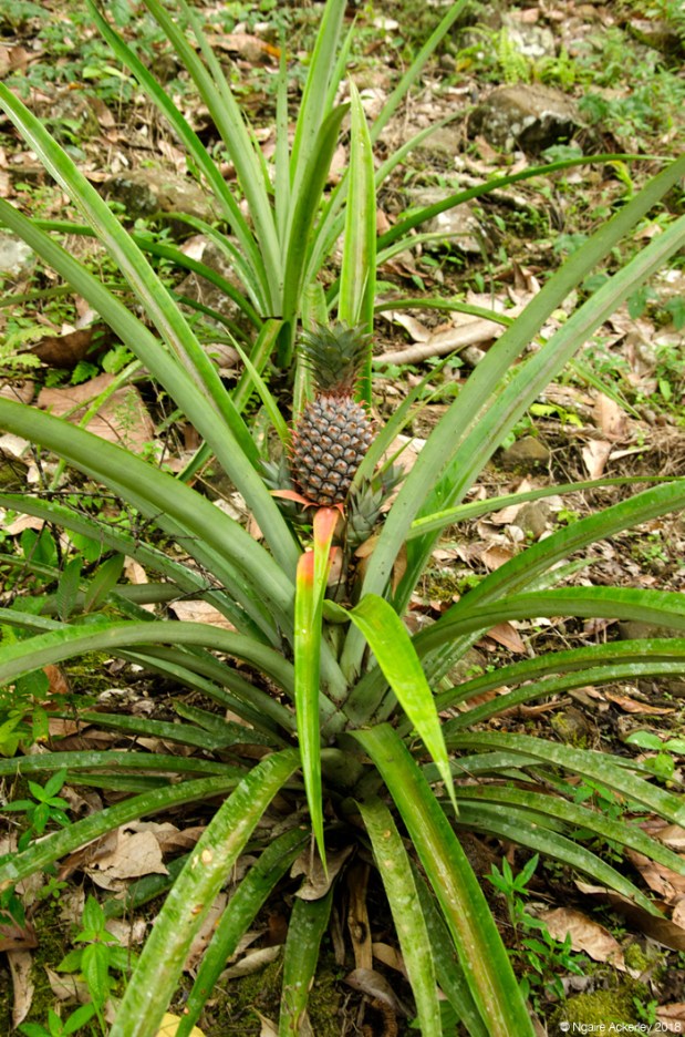 Pineapple growing