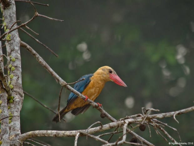 Stork billed kingfisher, Kinabatangan River, Borneo