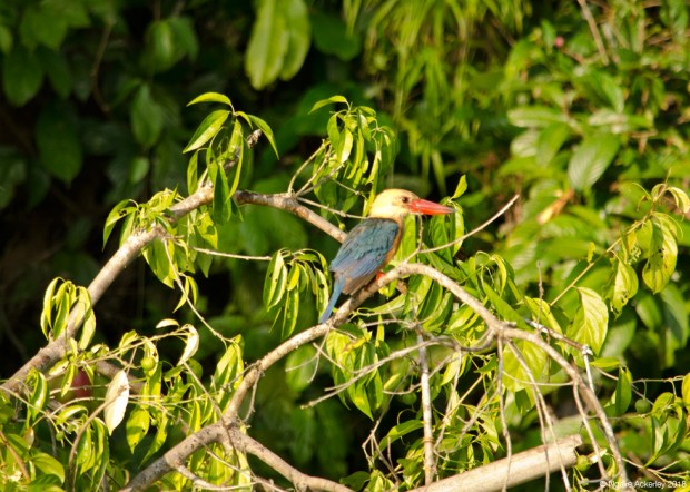 Stork billed kingfisher, Kinabatangan River, Borneo