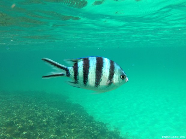 Camera-loving fish, Pulau Tiga, Borneo