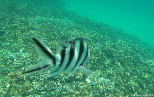 Camera-loving fish, Pulau Tiga, Borneo