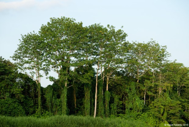 Trees, Kinabatangan River, Borneo