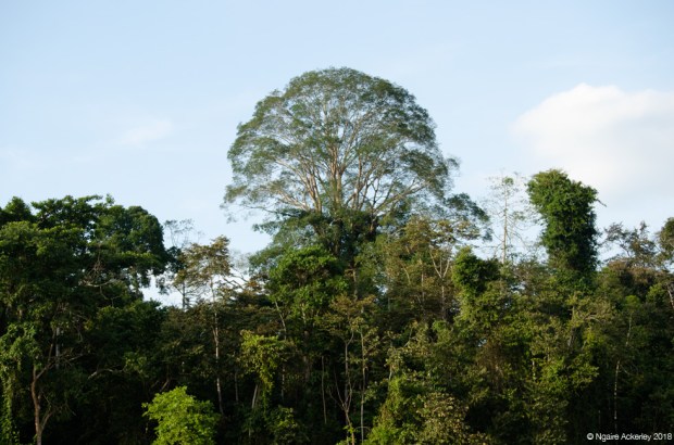 Trees, Kinabatangan River, Borneo