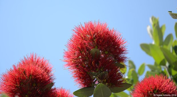 Pohutukawa flowers