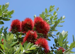 Pohutukawa tree