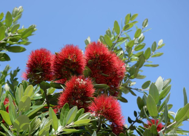 Pohutukawa tree