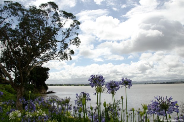 Reserve walks in Auckland