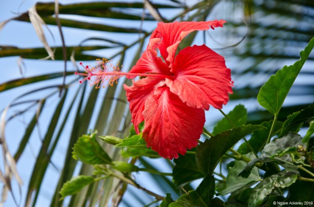 hibiscus flower